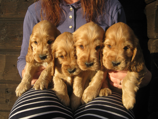 Dragongrdens Kennel